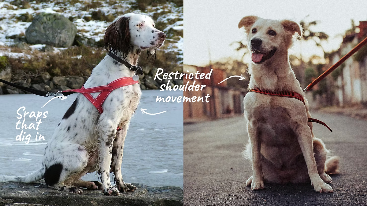 Does your dog hate their harness?