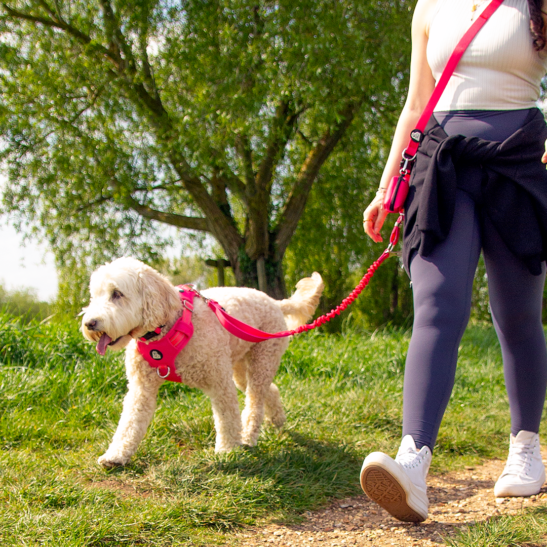 Pink Pawfection Adventure Lead