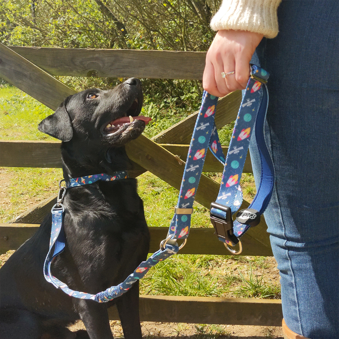 Bark Side Of The Moon Adventure Lead