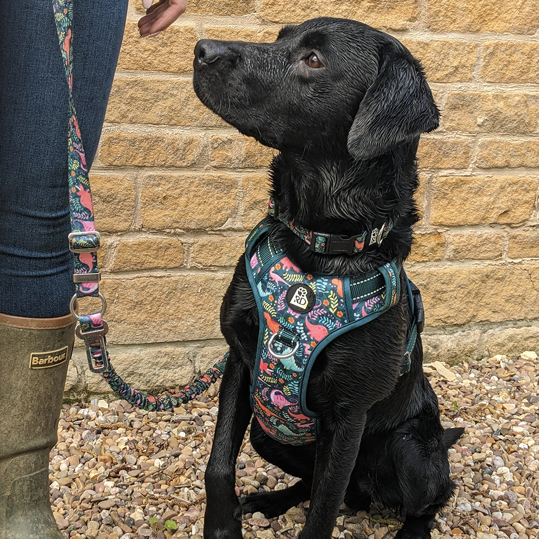 Jurassic Bark Adventure Lead