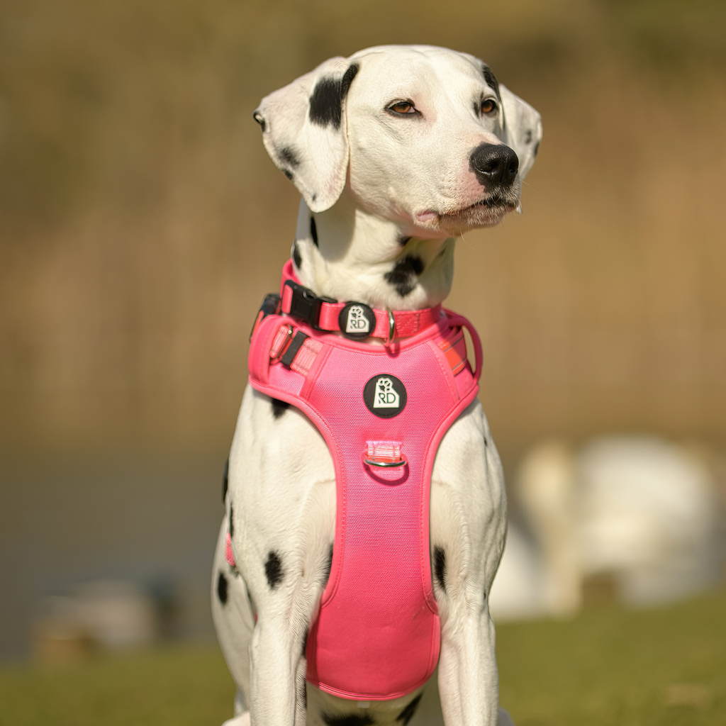 Pink Pawfection Harness