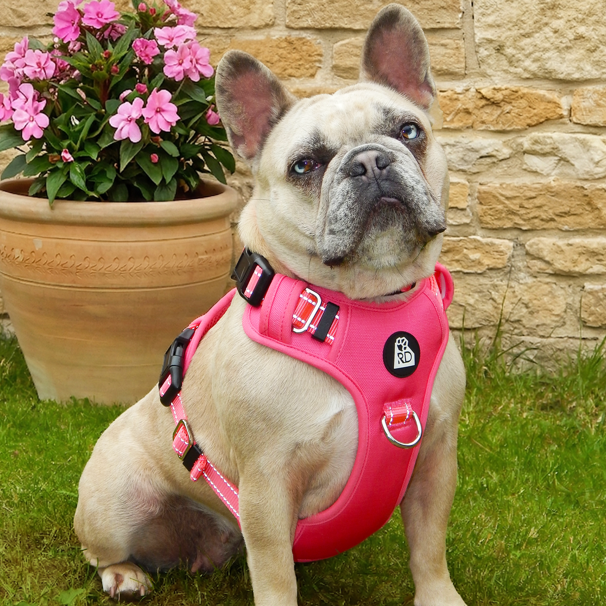 Pink Pawfection Harness